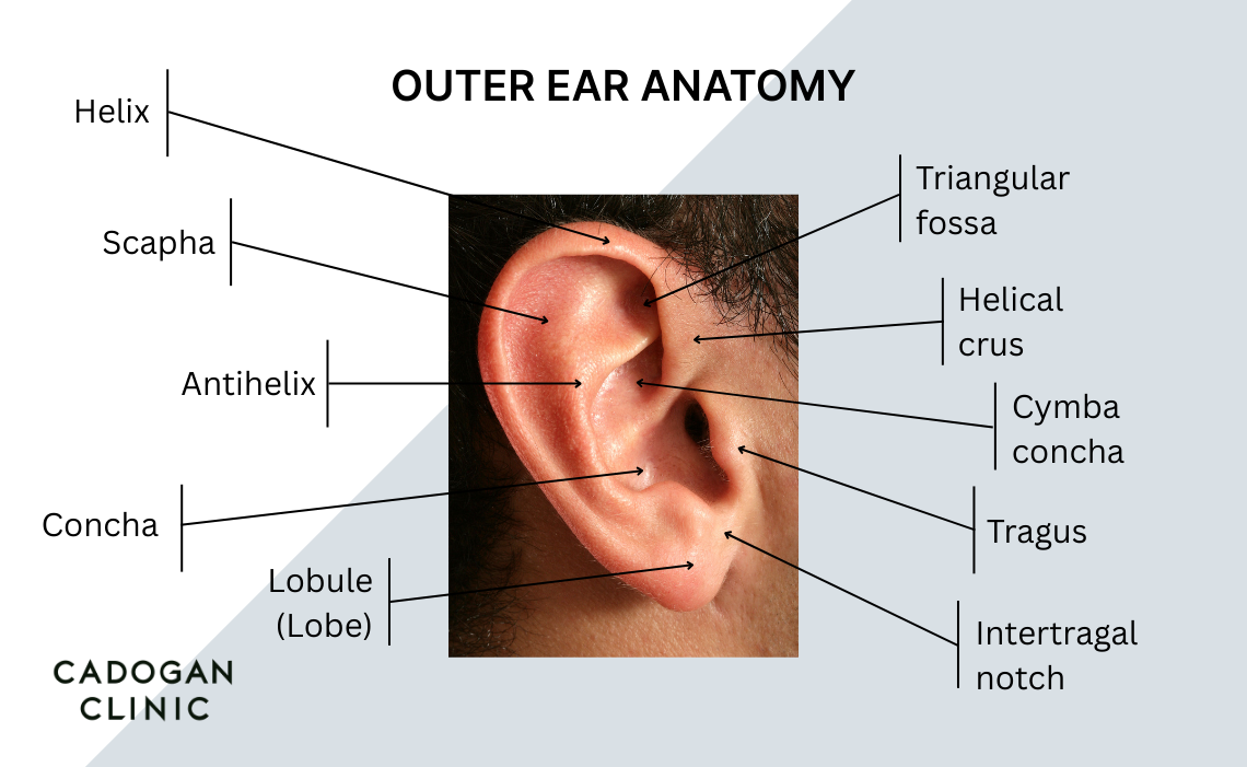 Diagram showing the anatomy of the outer ear